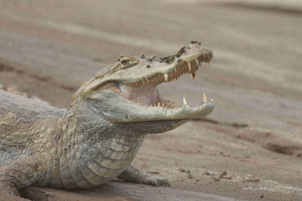 Perú Jungle Express