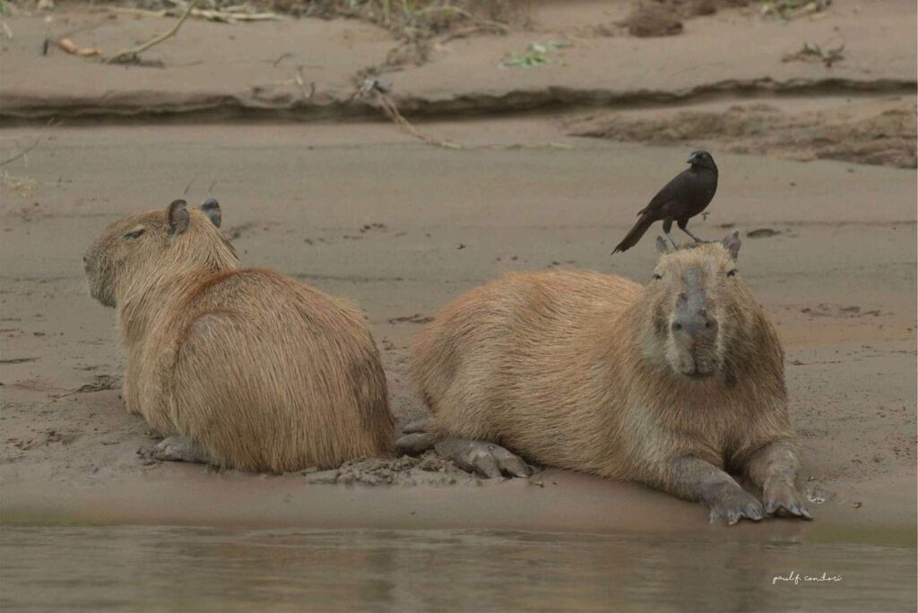 Peru Nature Experience