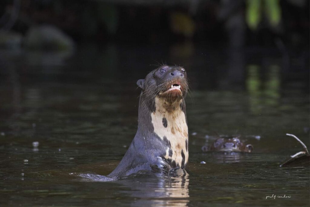 Peru Nature Experience