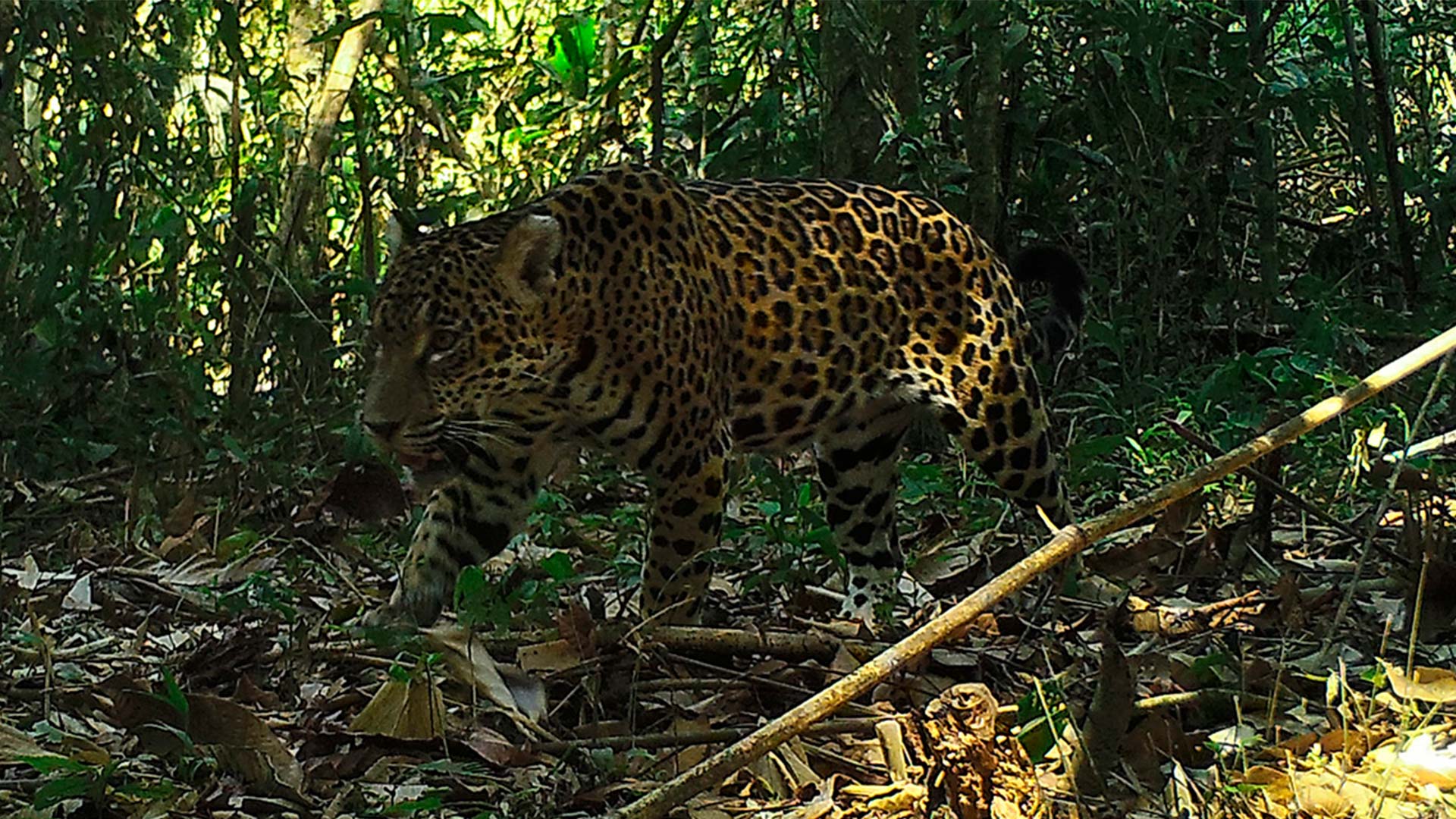 AmazonCam project by Wired Amazon in the Peruvian Amazon
