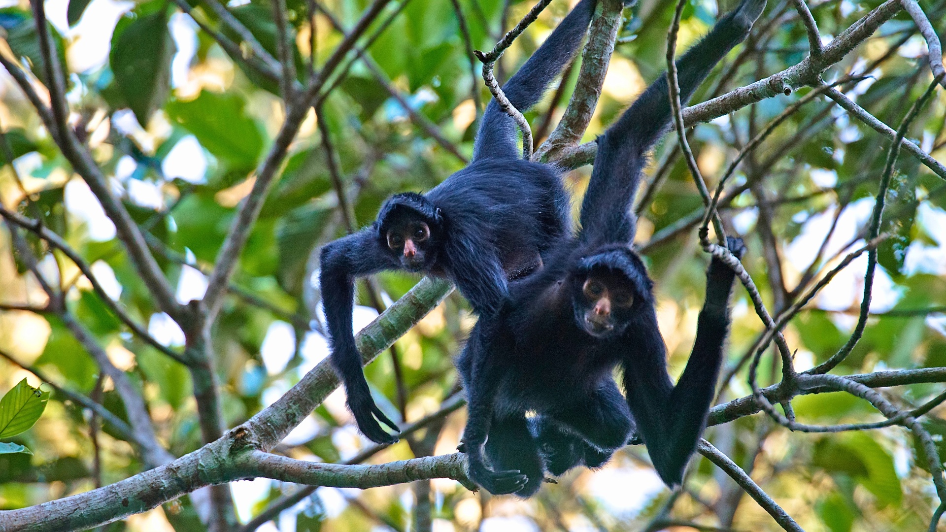 Black Spider monkey in Tambopata, Peru