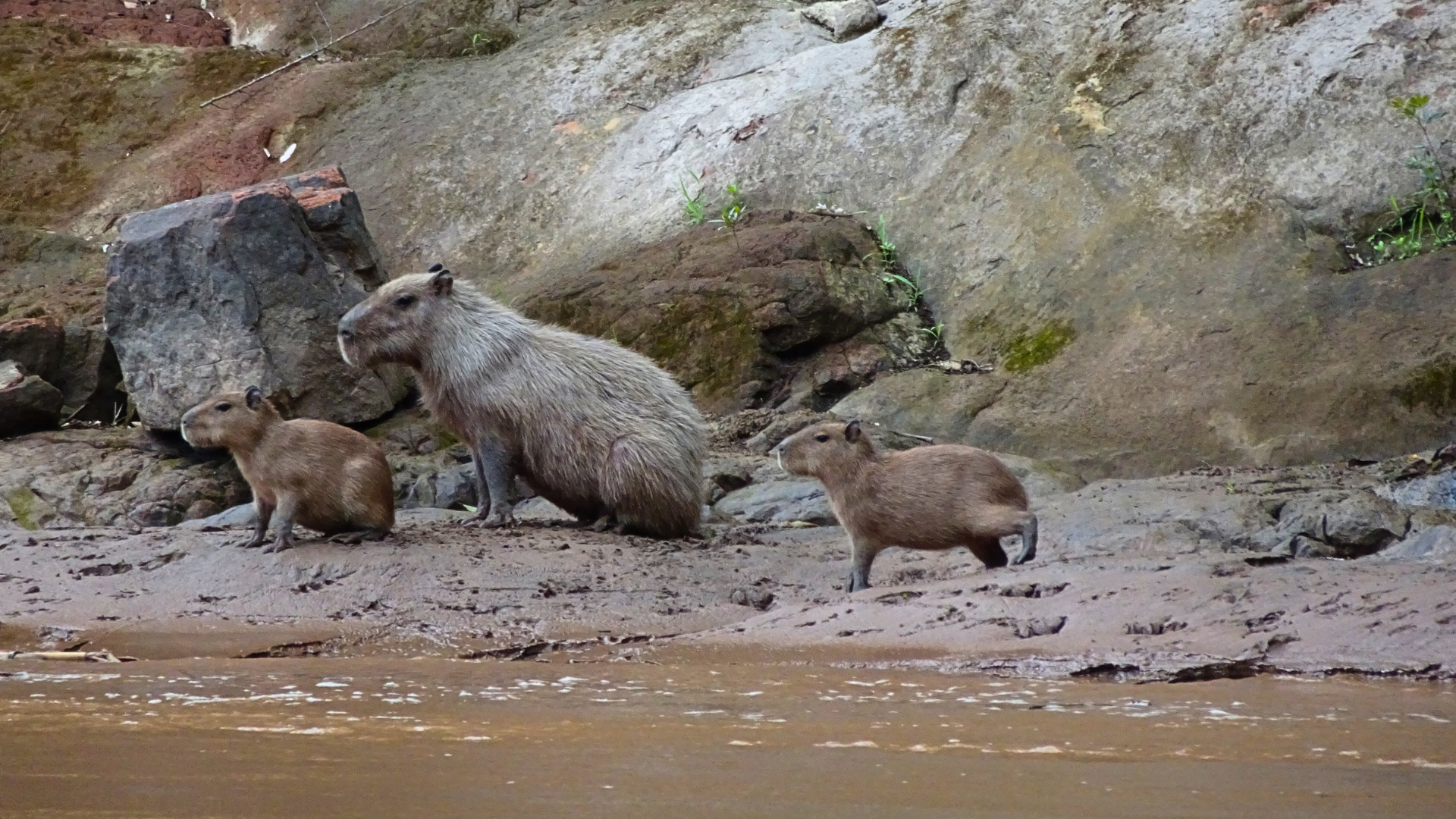 Capibaras in the Peruvian Amazon