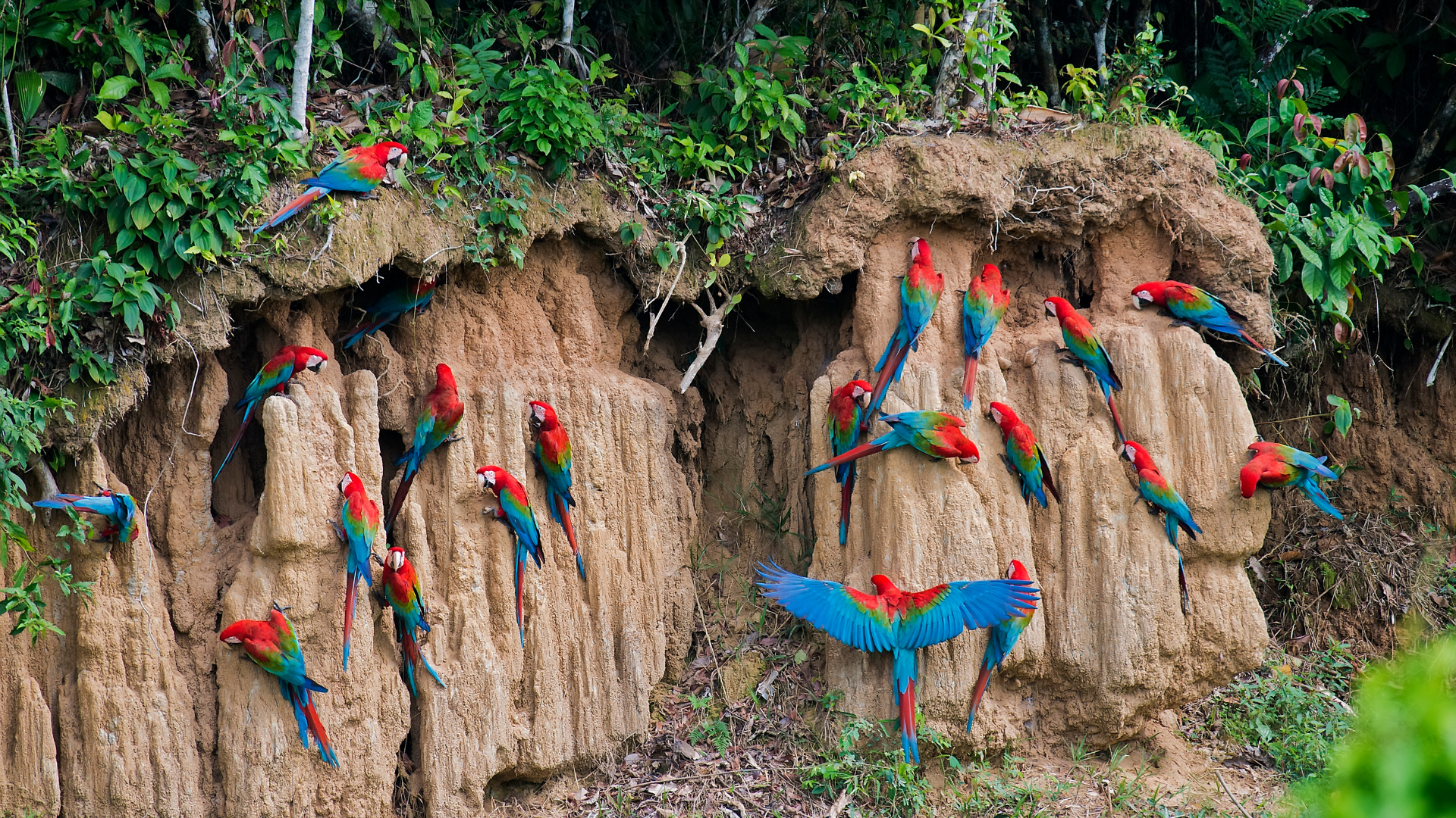 Macaw clay licks in the Peruvian Amazon