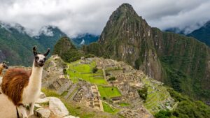 Llamas at Machu Pichu in Peru