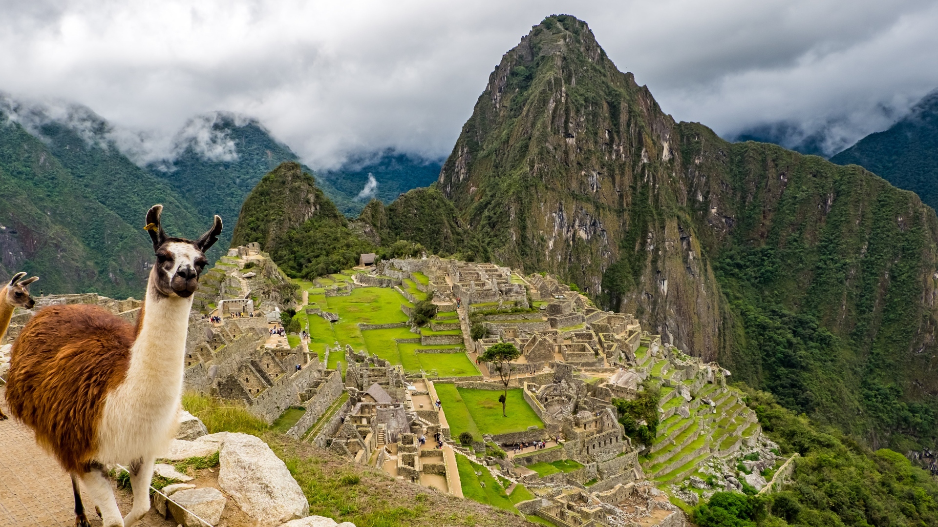Llamas at Machu Pichu in Peru
