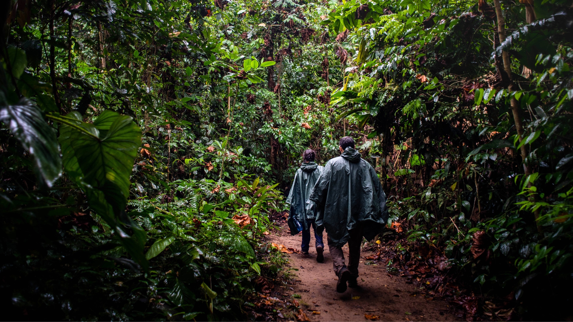 Rain Poncho in the Peruvian Amazon