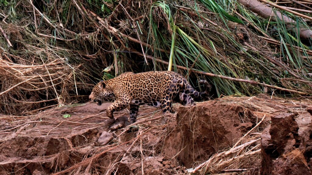 Amazing wildlife in the Peruvian Amazon, Tambopata