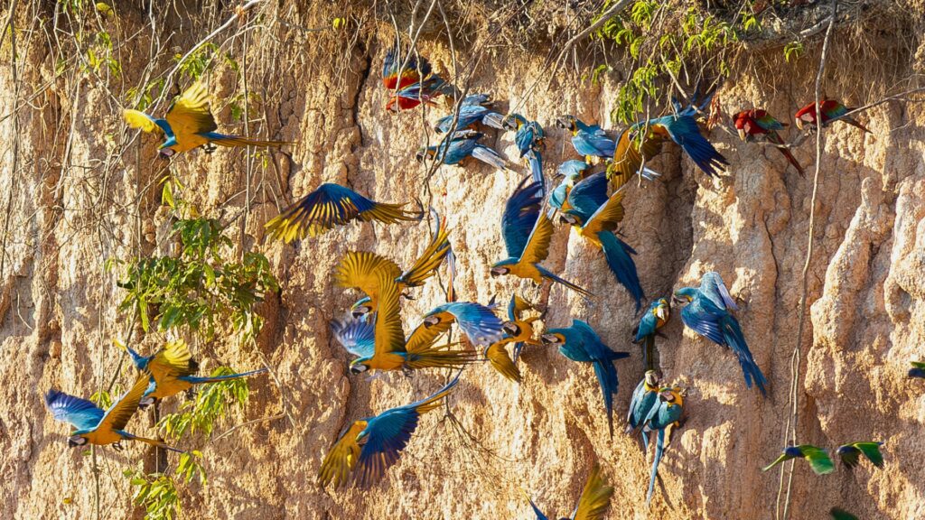 Collpa Chuncho Macaw Clay Lick in the Peruvian Amazon, photo by Nell Jones