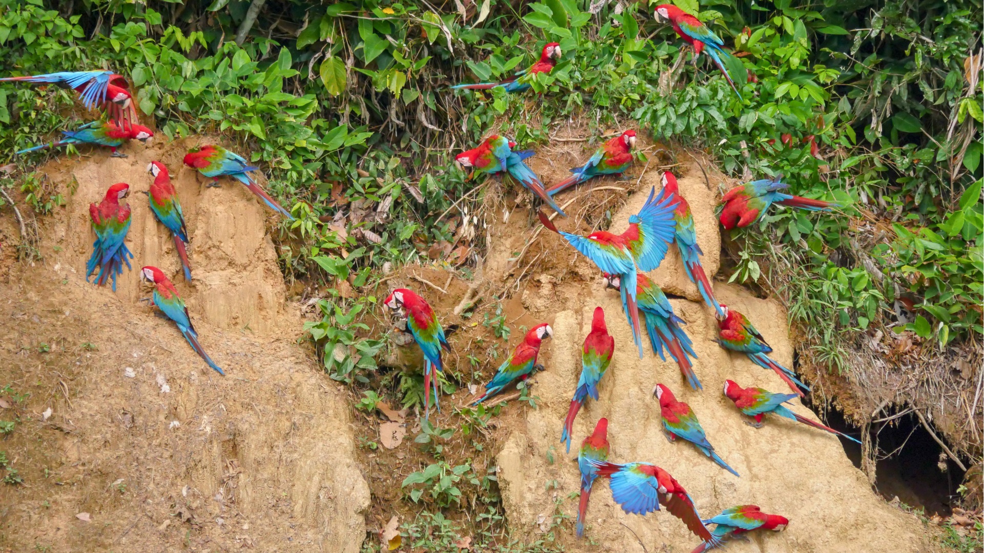 Macaw Clay lick in the Peruvian Amazon, Tambopata (1)
