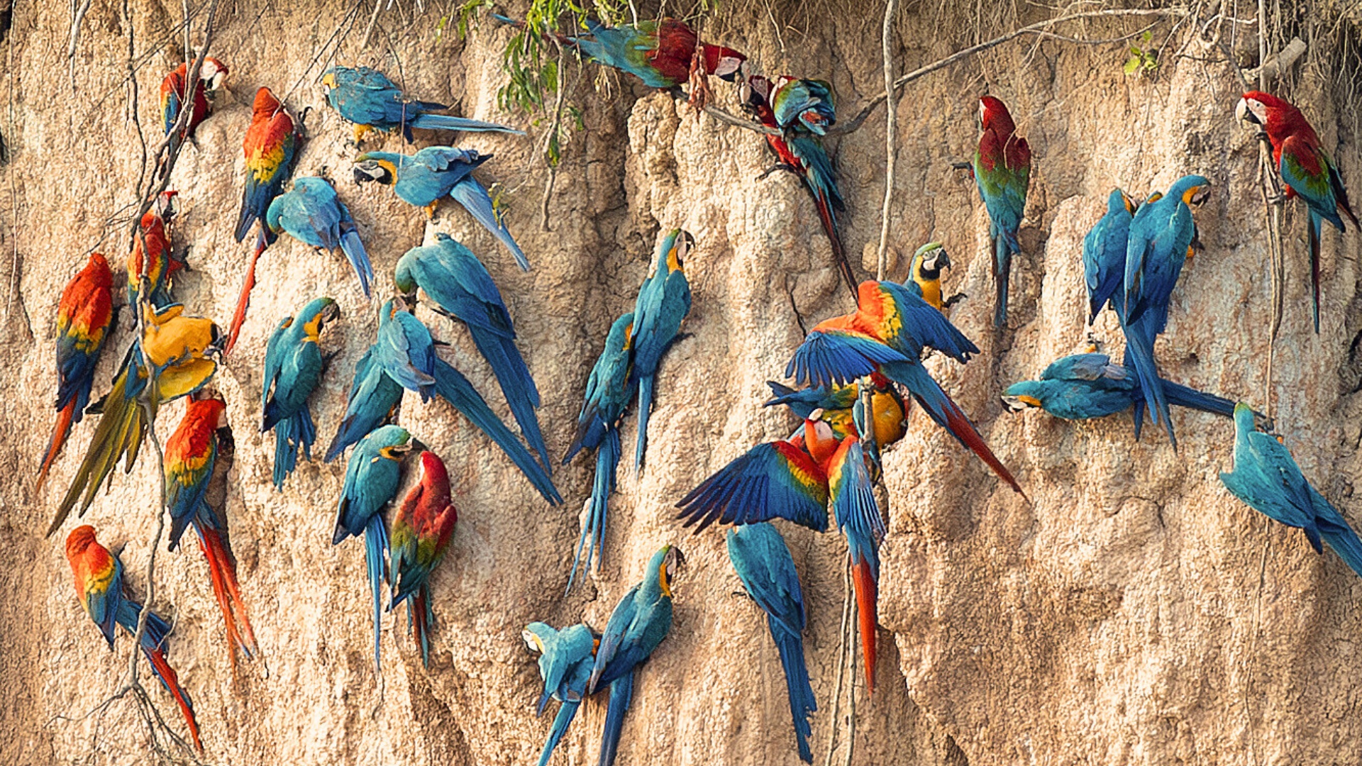 Macaw clay lick in the peruvian amazon, photo by Nell Jones