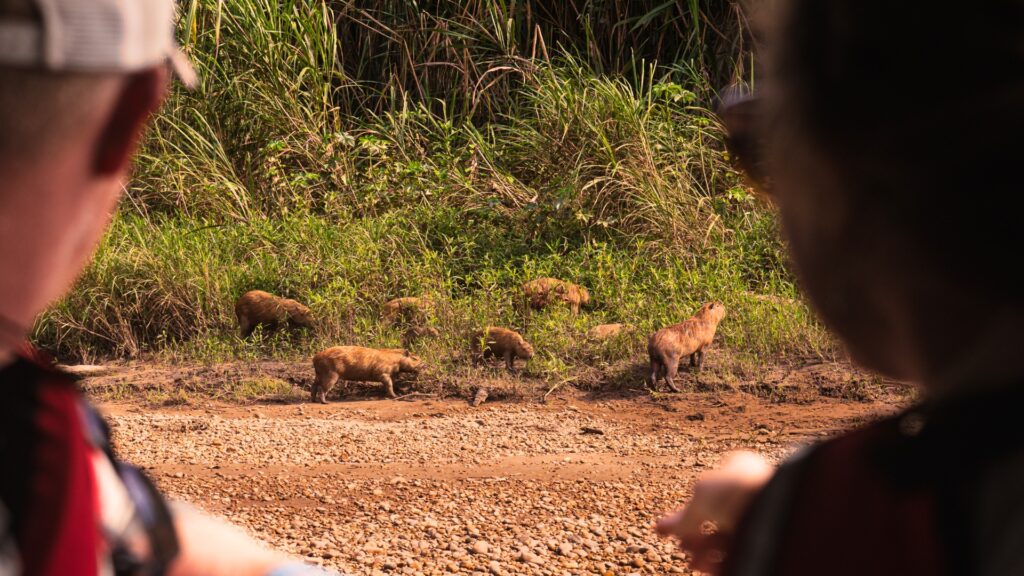 sunset cruise in the Peruvian Amazon (1)