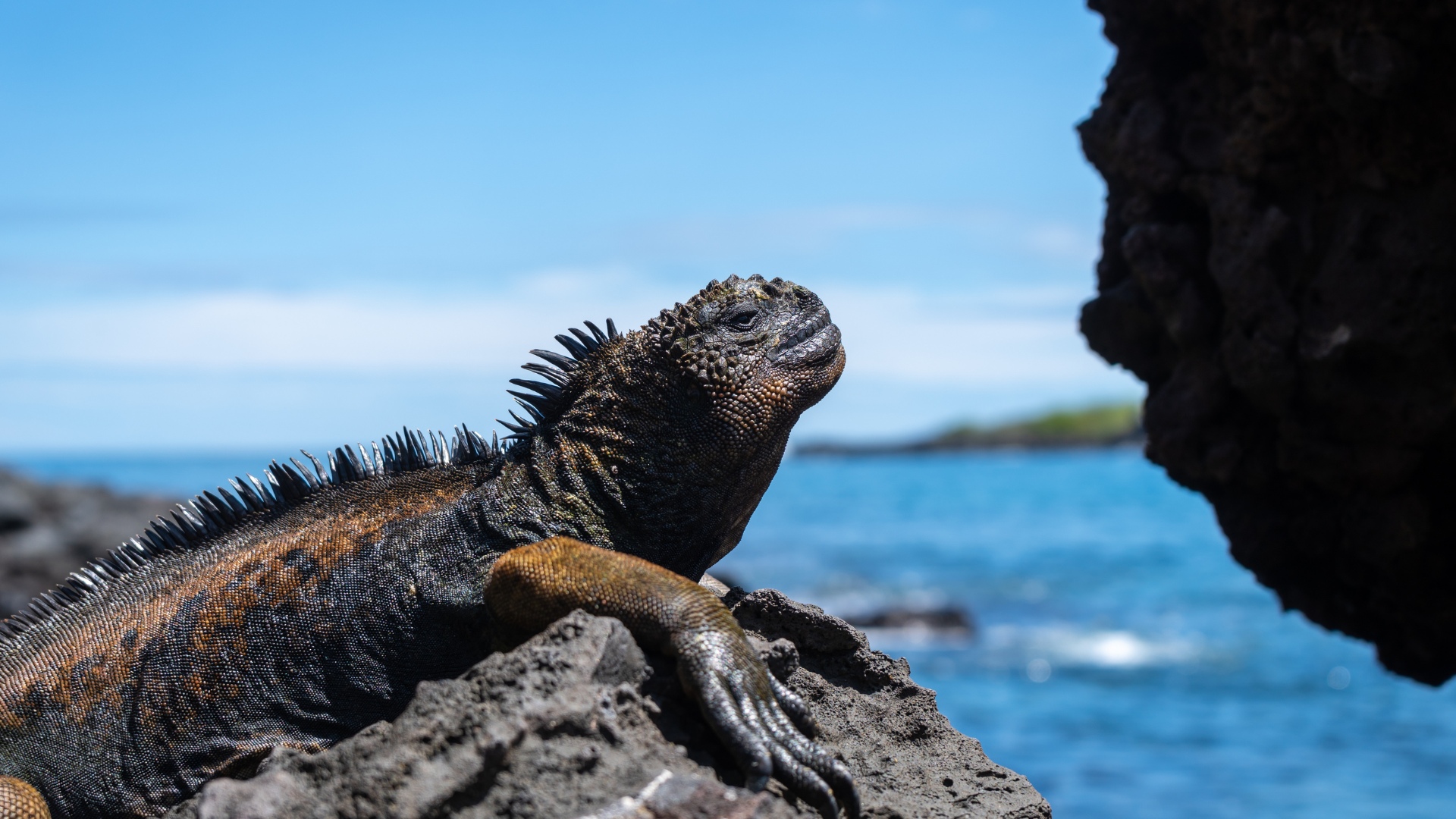 Wildlife of the Galápagos Islands, Ecuador