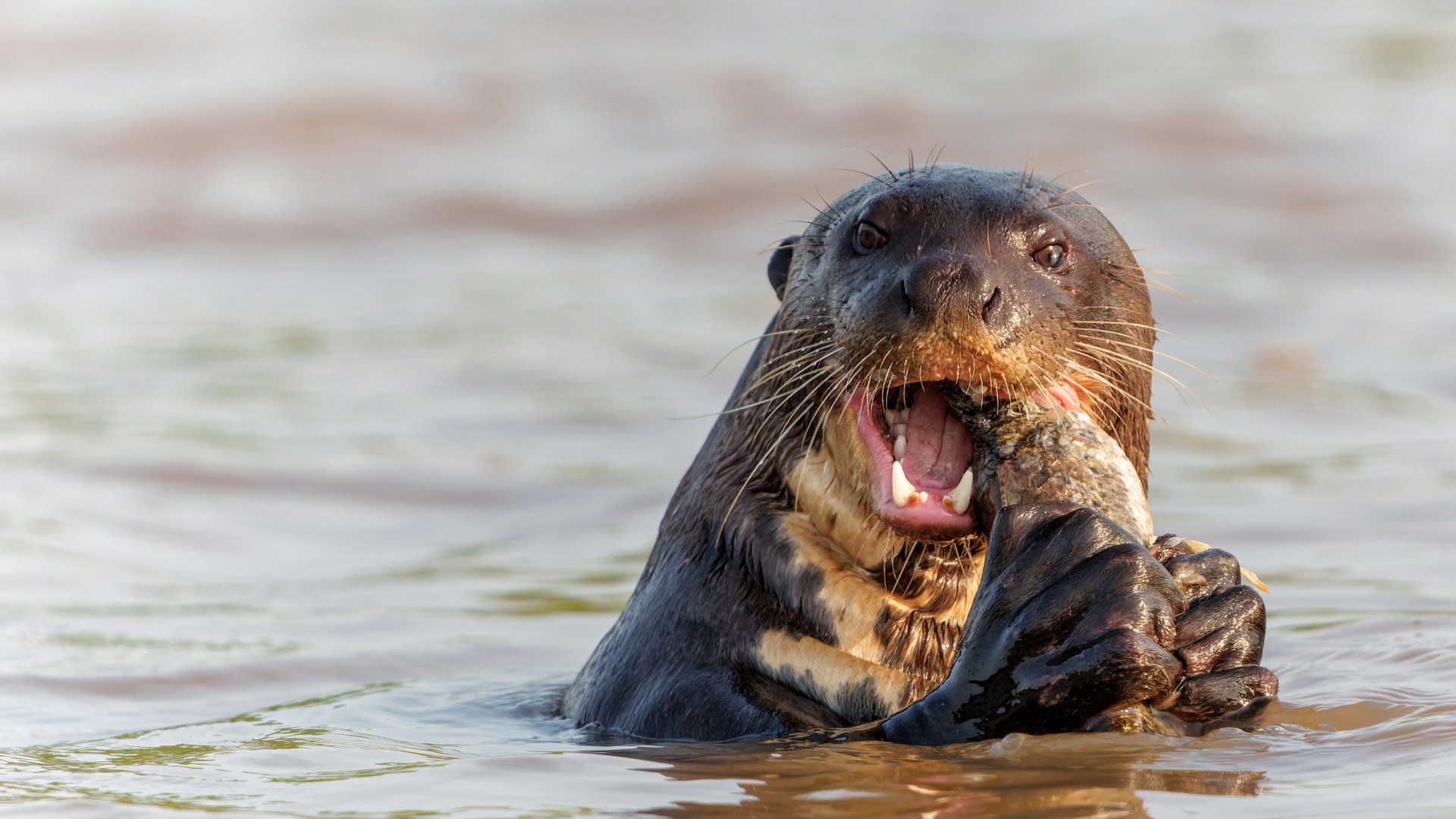 Where to Find Tambopata Wildlife, Giant river otter