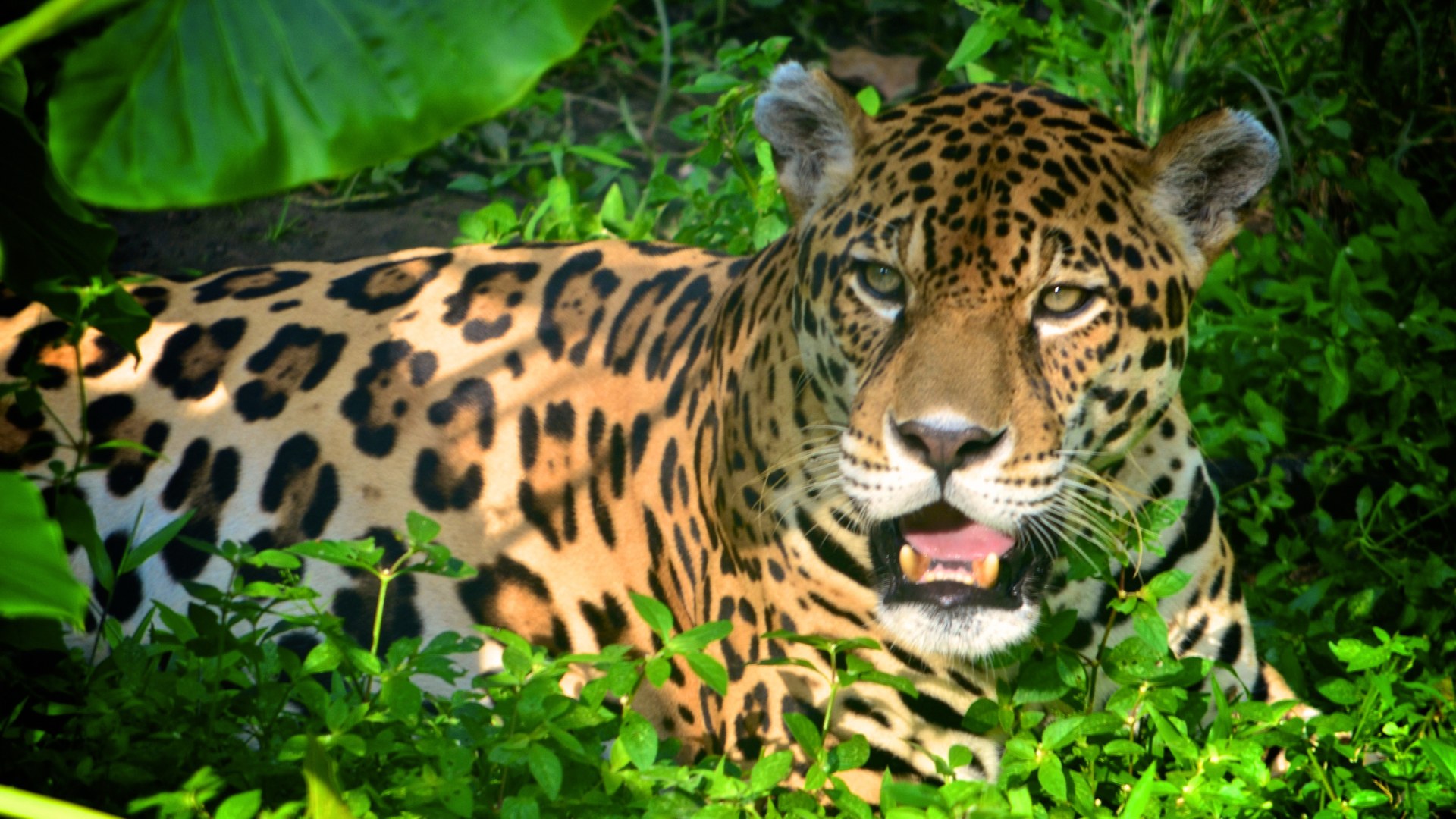 Why Tambopata Wildlife Is World-Famous, Jaguar